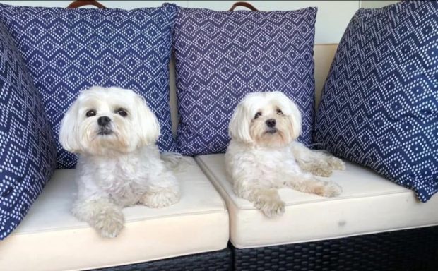 Millie & Lucy Millie & Lucy